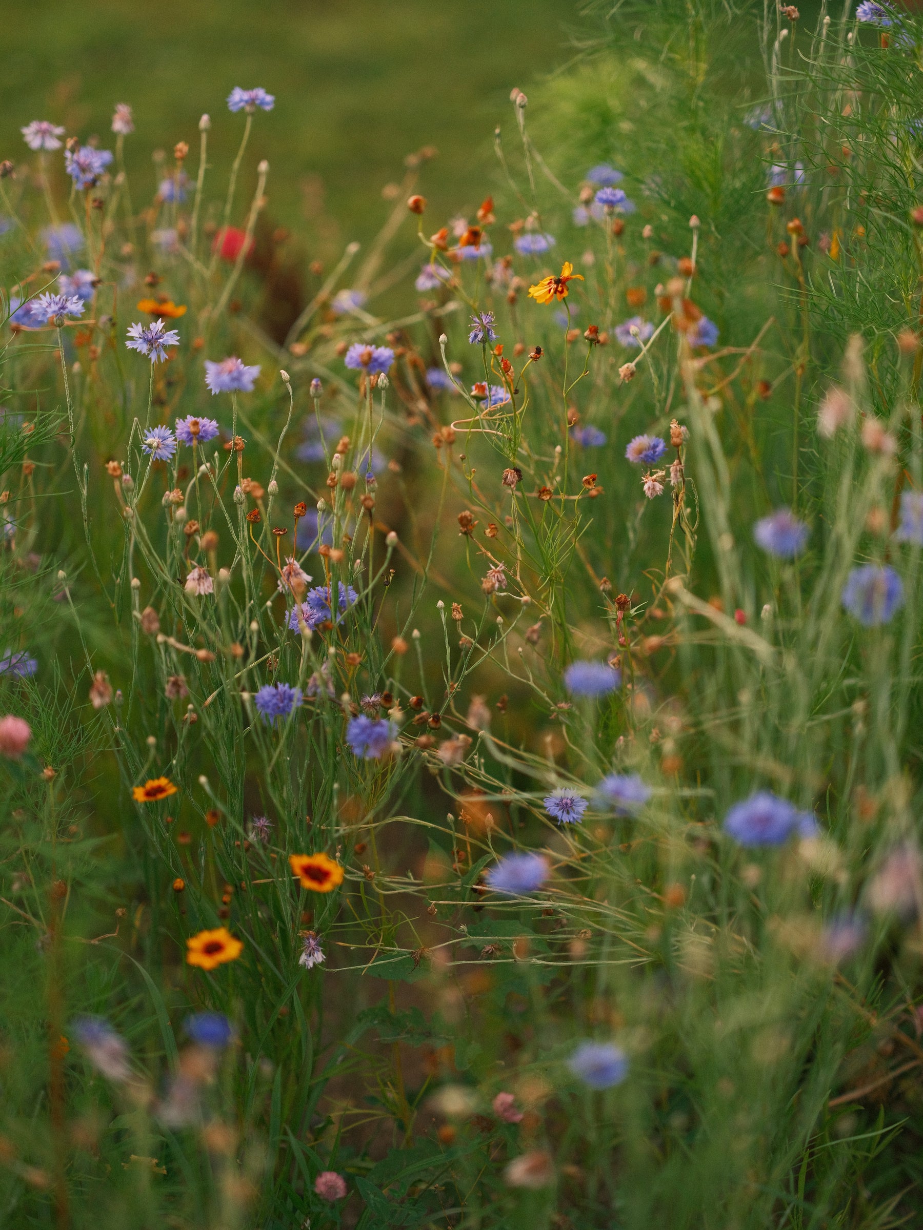 Organic Essential Oils Crafted from the Earth Image